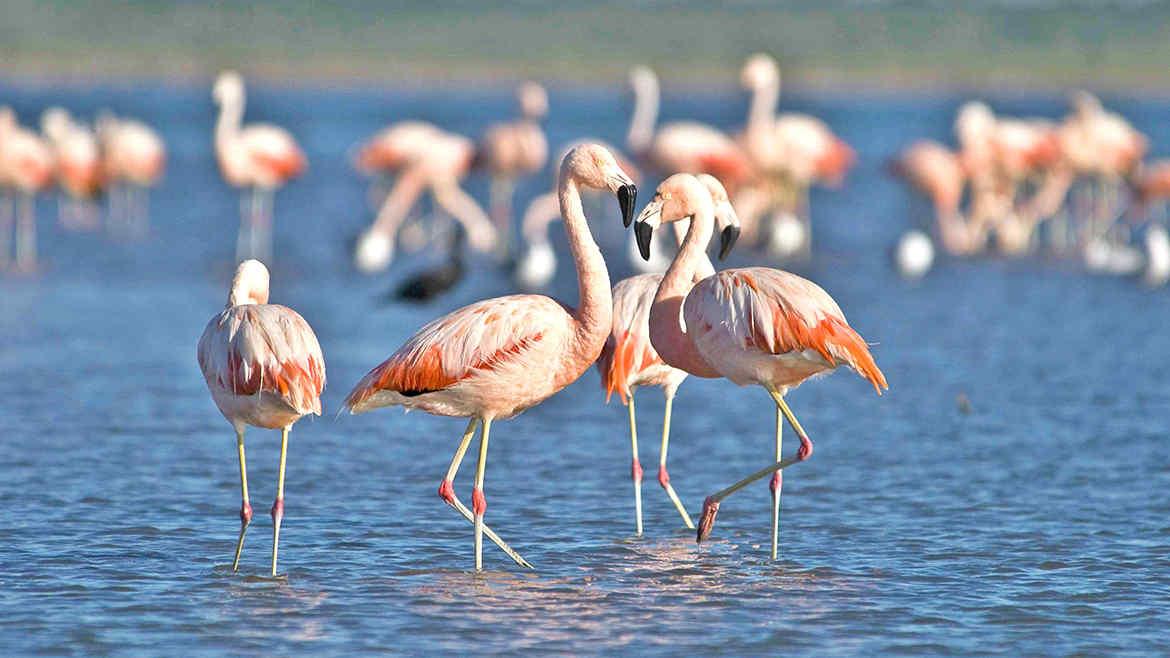 Paseo de los flamencos